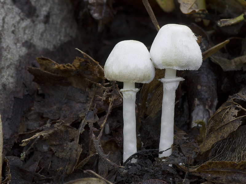 Leucoagaricus sericifer